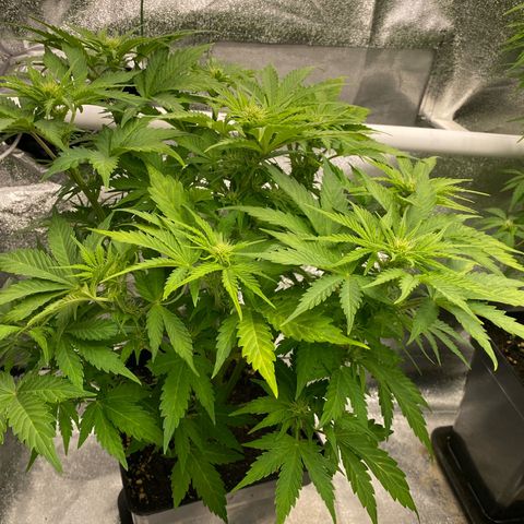 Wedding cake auto growlog timeline photo