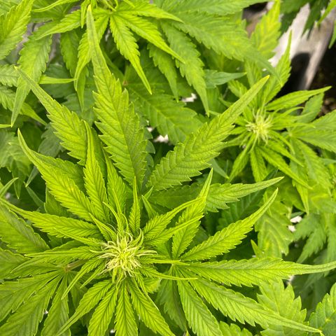 Wedding cake auto growlog timeline photo