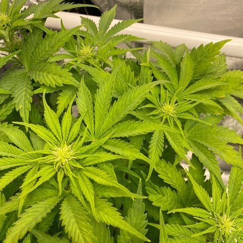 Wedding cake auto growlog timeline photo