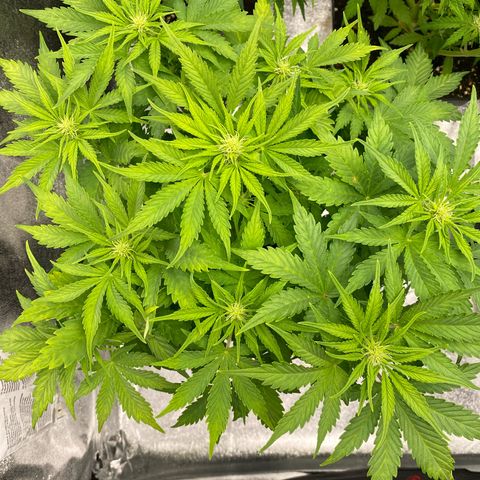 Wedding cake auto growlog timeline photo
