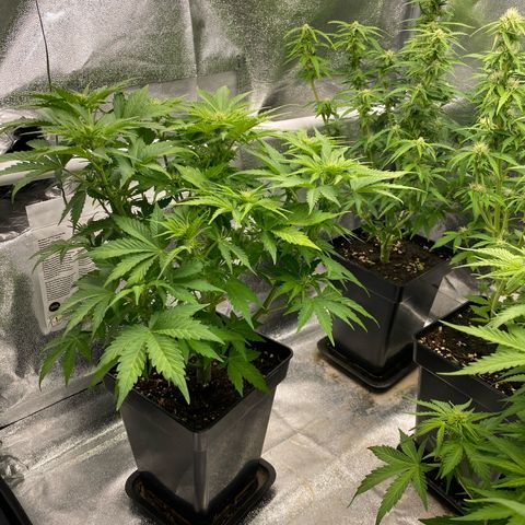 Wedding cake auto growlog timeline photo