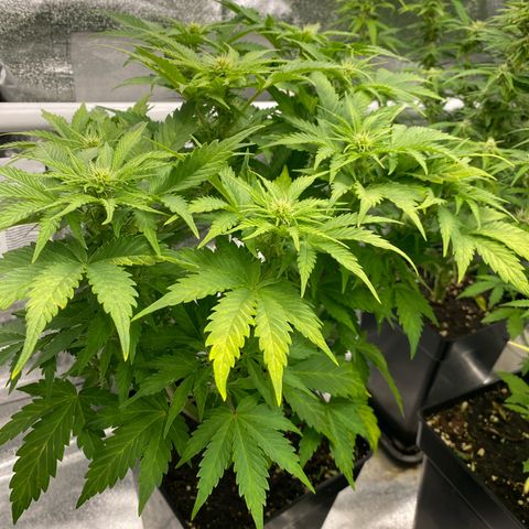 Wedding cake auto growlog timeline photo