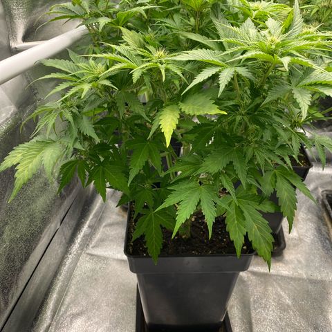 Wedding cake auto growlog timeline photo