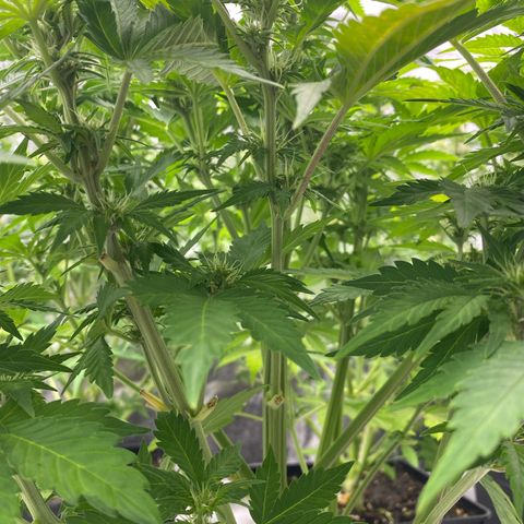 Wedding cake auto growlog timeline photo