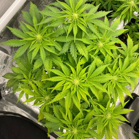 Wedding cake auto growlog timeline photo