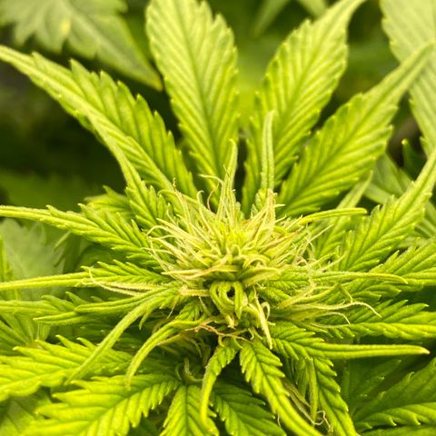 Wedding cake auto growlog timeline photo