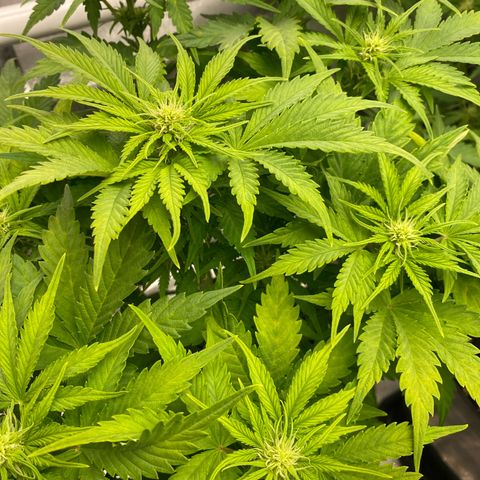 Wedding cake auto growlog timeline photo