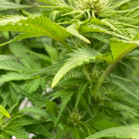 Wedding cake auto growlog timeline photo