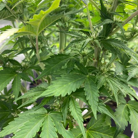 Wedding cake auto growlog timeline photo