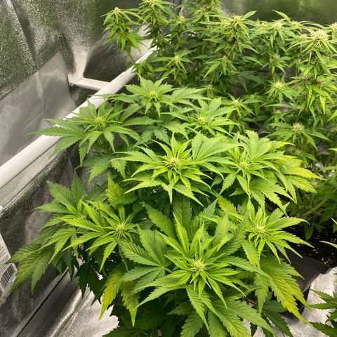 Wedding cake auto growlog timeline photo