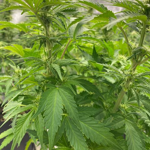 Wedding cake auto growlog timeline photo