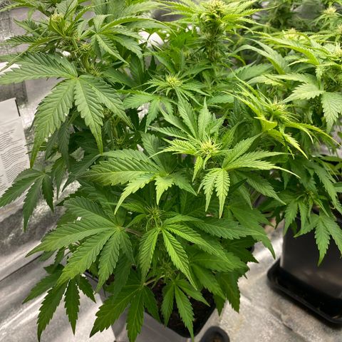 Wedding cake auto growlog timeline photo