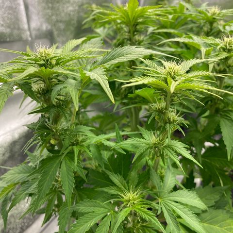 Wedding cake auto growlog timeline photo