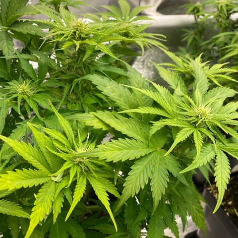 Wedding cake auto growlog timeline photo