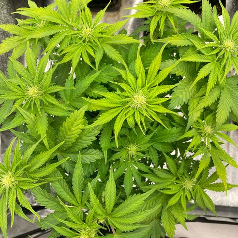 Wedding cake auto growlog timeline photo