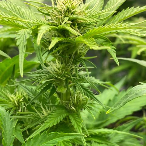 Wedding cake auto growlog timeline photo