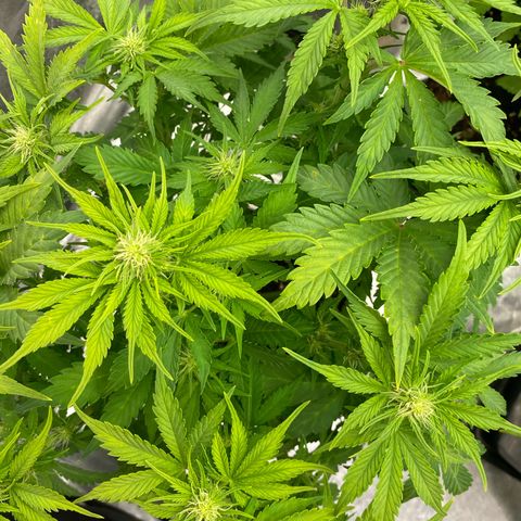 Wedding cake auto growlog timeline photo