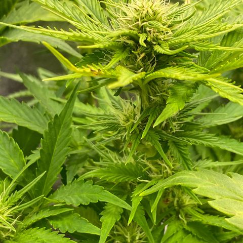 Wedding cake auto growlog timeline photo