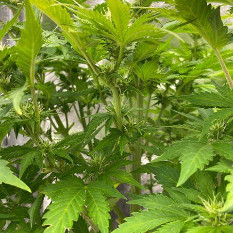 Wedding cake auto growlog timeline photo
