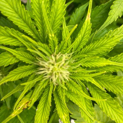 Wedding cake auto growlog timeline photo