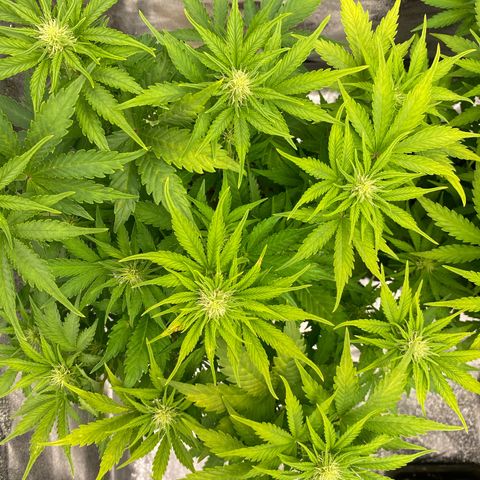 Wedding cake auto growlog timeline photo