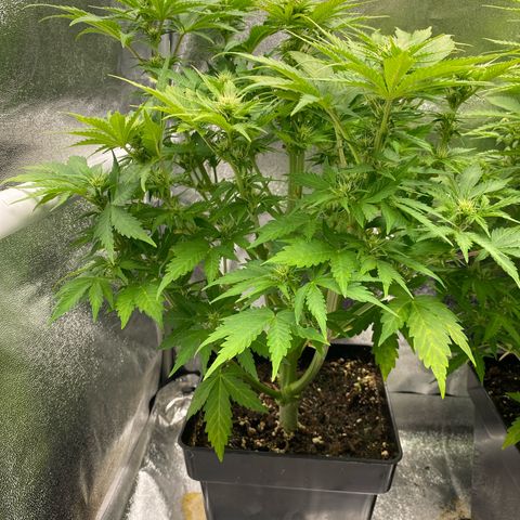 Wedding cake auto growlog timeline photo