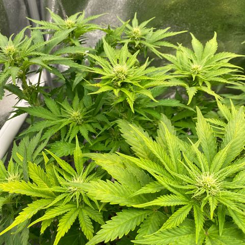 Wedding cake auto growlog timeline photo