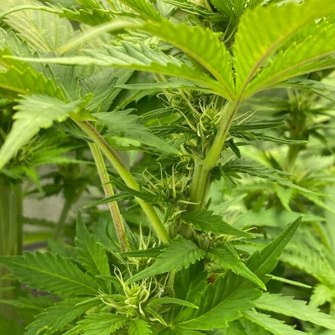 Wedding cake auto growlog timeline photo