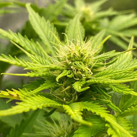 Wedding cake auto growlog timeline photo