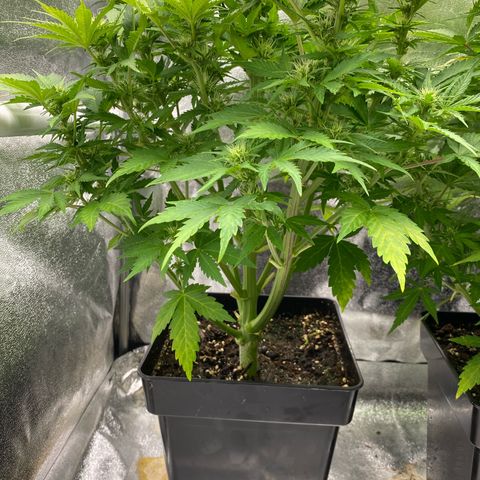 Wedding cake auto growlog timeline photo