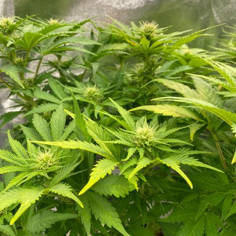 Wedding cake auto growlog timeline photo