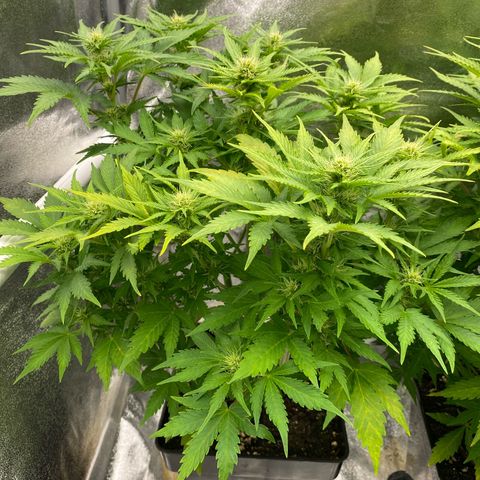 Wedding cake auto growlog timeline photo