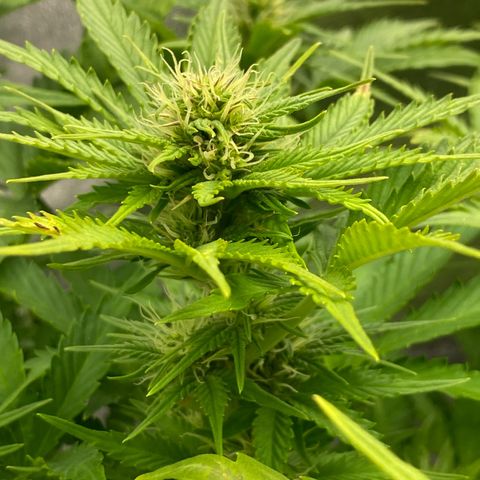 Wedding cake auto growlog timeline photo