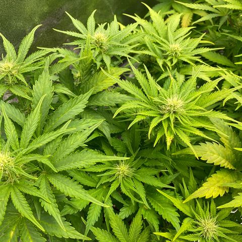 Wedding cake auto growlog timeline photo