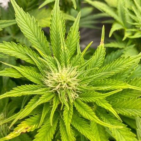 Wedding cake auto growlog timeline photo