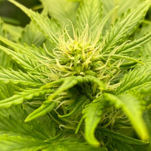 Wedding cake auto growlog timeline photo