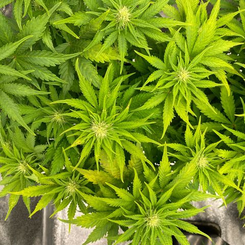 Wedding cake auto growlog timeline photo