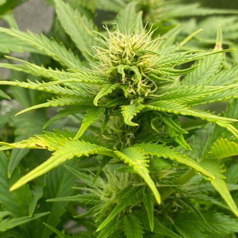 Wedding cake auto growlog timeline photo