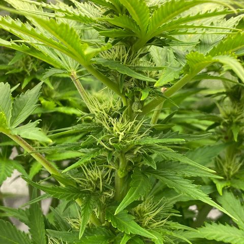 Wedding cake auto growlog timeline photo