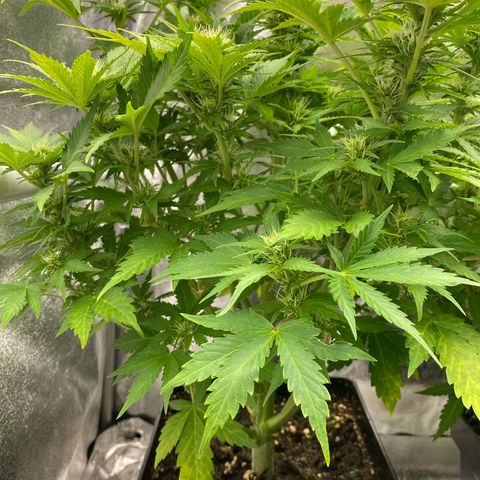 Wedding cake auto growlog timeline photo