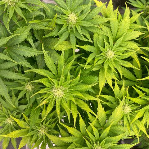 Wedding cake auto growlog timeline photo