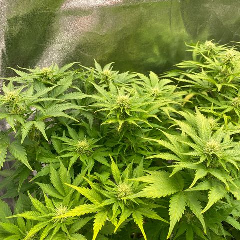 Wedding cake auto growlog timeline photo