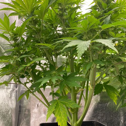 Wedding cake auto growlog timeline photo