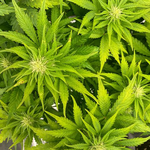 Wedding cake auto growlog timeline photo
