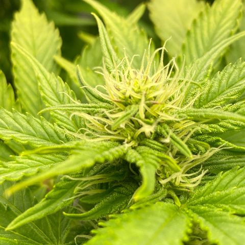 Wedding cake auto growlog timeline photo