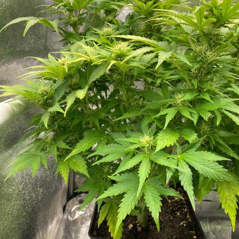Wedding cake auto growlog timeline photo