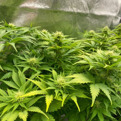 Wedding cake auto growlog timeline photo