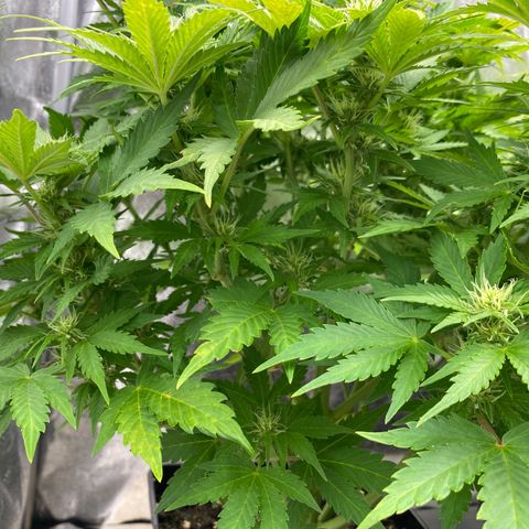 Wedding cake auto growlog timeline photo