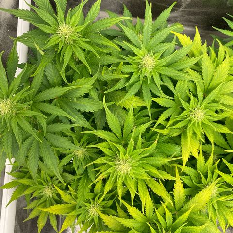 Wedding cake auto growlog timeline photo