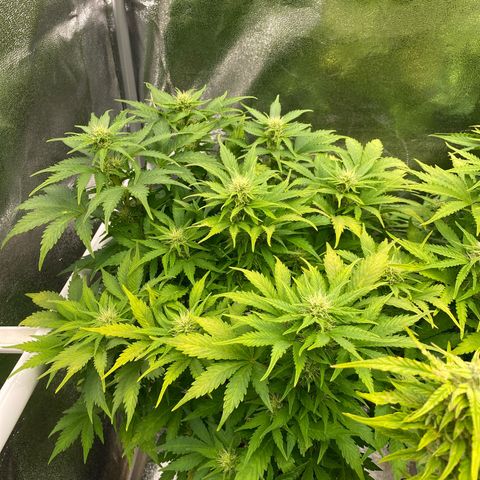 Wedding cake auto growlog timeline photo
